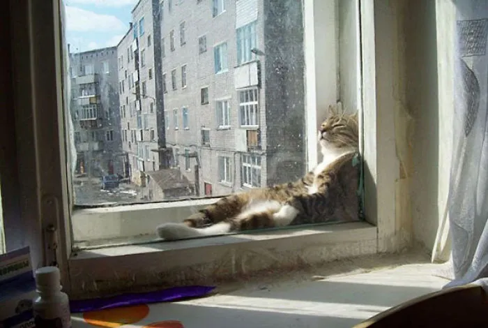 50 Animals That Love Warmth More Than Anything