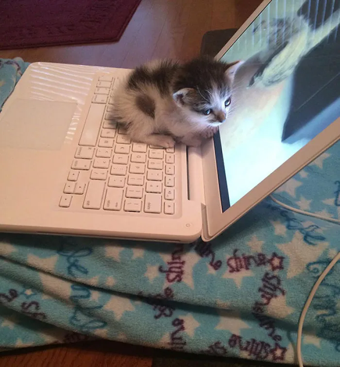 50 Animals That Love Warmth More Than Anything