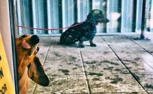 42 Animals Licking Glass That Have No Idea How Silly They Look