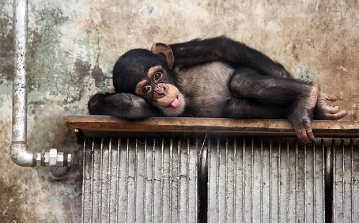 50 Animals That Love Warmth More Than Anything