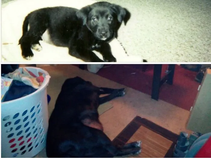 Cowboy At 10 Weeks And Now At 12 Years