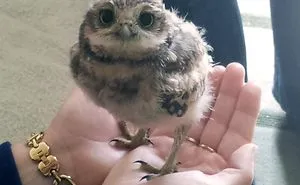 112 Palms Full Of Cuteness