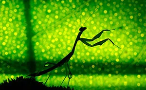 I Made A Photo-Shoot With Cute Insects That Visit Me In My Garden