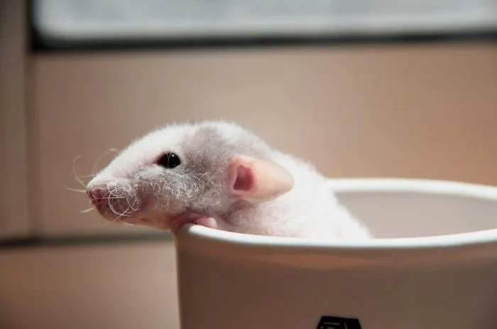 202 Adorable Rat Pics Proving That They Can Be The Cutest Pets Ever