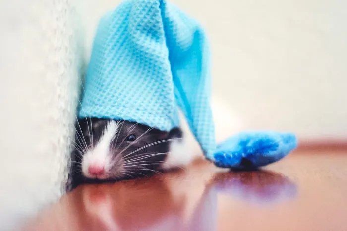202 Adorable Rat Pics Proving That They Can Be The Cutest Pets Ever