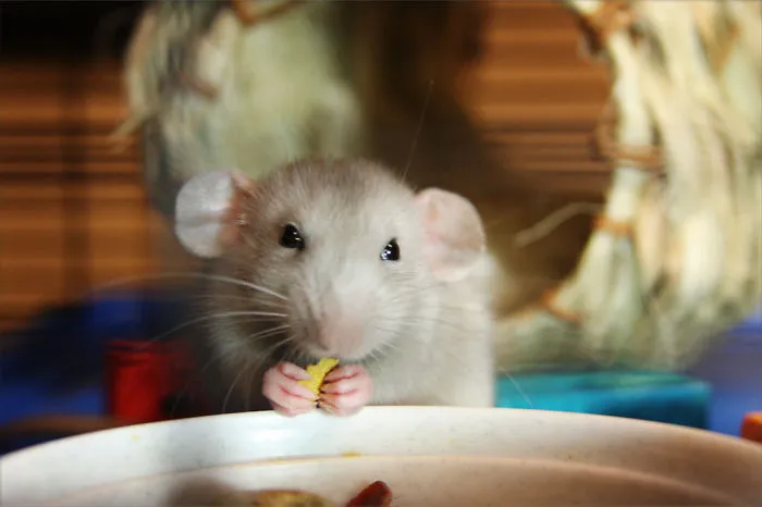 202 Adorable Rat Pics Proving That They Can Be The Cutest Pets Ever