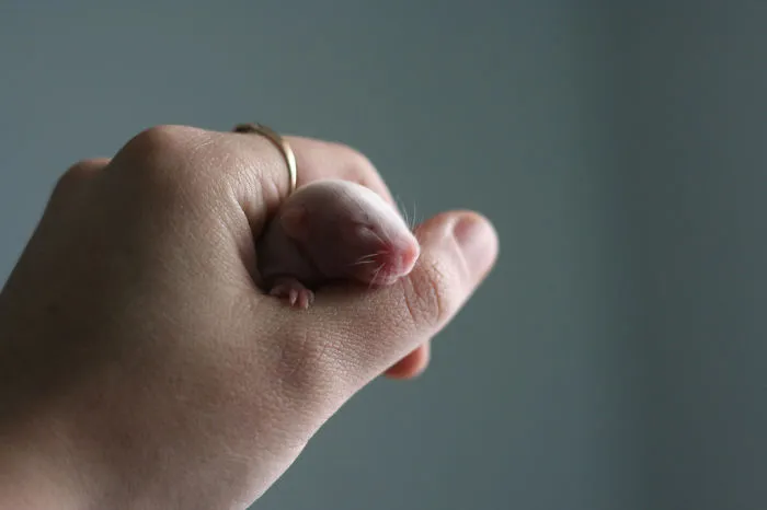 202 Adorable Rat Pics Proving That They Can Be The Cutest Pets Ever