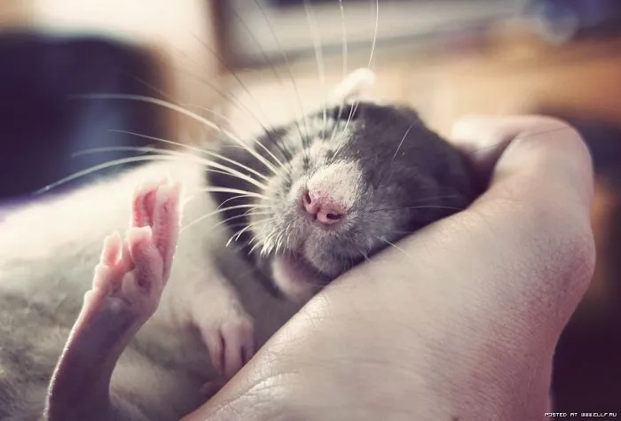 202 Adorable Rat Pics Proving That They Can Be The Cutest Pets Ever