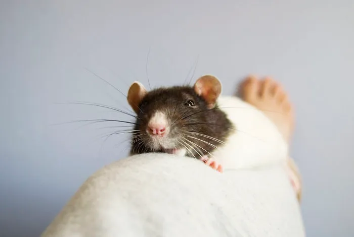 202 Adorable Rat Pics Proving That They Can Be The Cutest Pets Ever