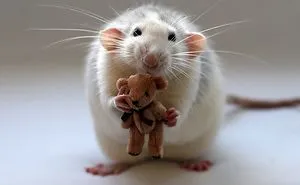 202 Adorable Rat Pics Proving That They Can Be The Cutest Pets Ever