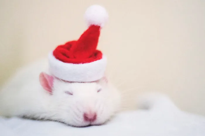 202 Adorable Rat Pics Proving That They Can Be The Cutest Pets Ever