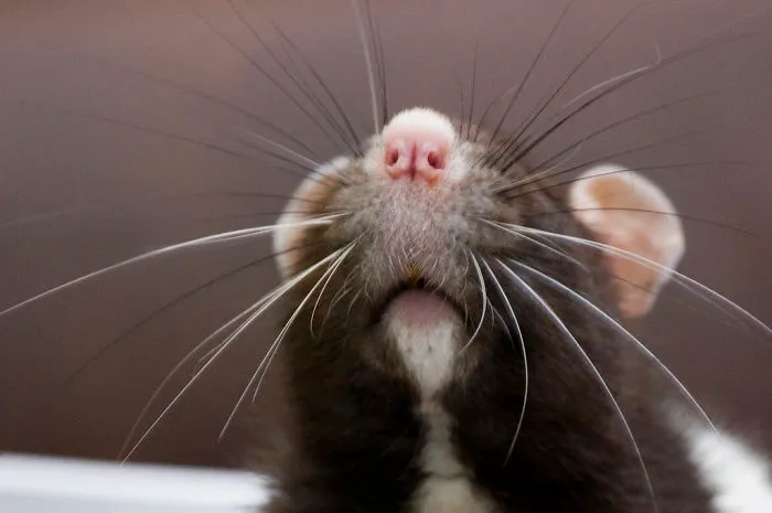 202 Adorable Rat Pics Proving That They Can Be The Cutest Pets Ever