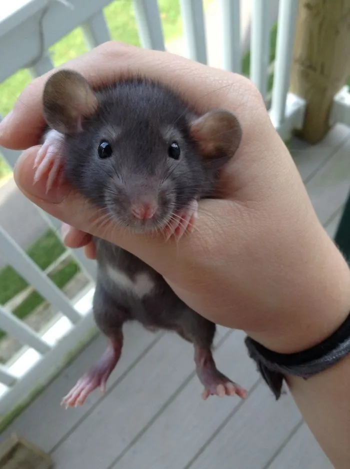 202 Adorable Rat Pics Proving That They Can Be The Cutest Pets Ever