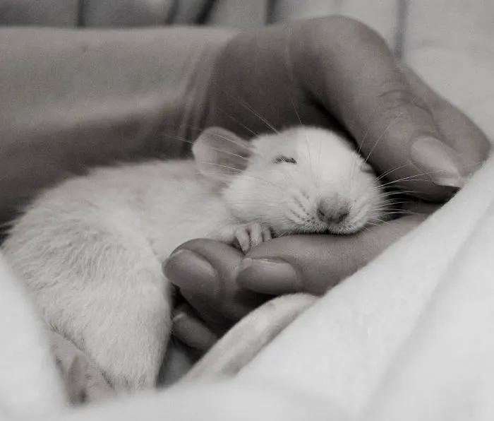 202 Adorable Rat Pics Proving That They Can Be The Cutest Pets Ever