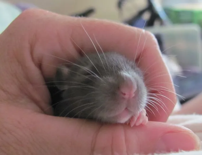 202 Adorable Rat Pics Proving That They Can Be The Cutest Pets Ever