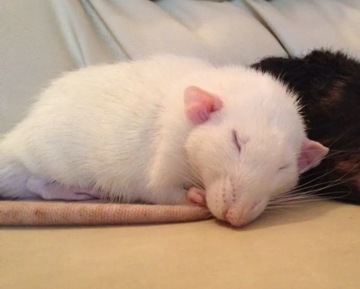 202 Adorable Rat Pics Proving That They Can Be The Cutest Pets Ever