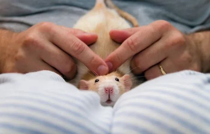 202 Adorable Rat Pics Proving That They Can Be The Cutest Pets Ever