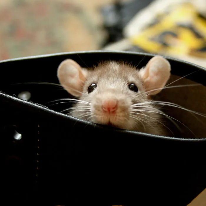 202 Adorable Rat Pics Proving That They Can Be The Cutest Pets Ever