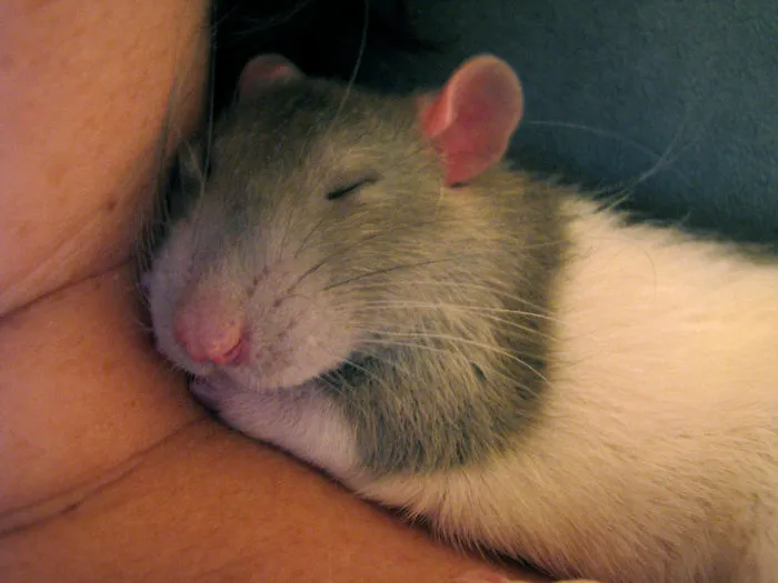 202 Adorable Rat Pics Proving That They Can Be The Cutest Pets Ever