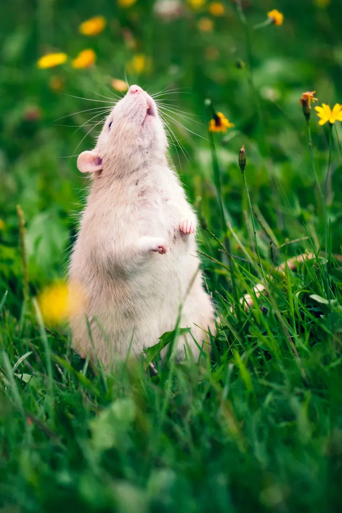 202 Adorable Rat Pics Proving That They Can Be The Cutest Pets Ever