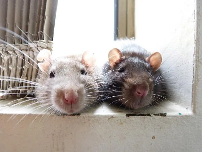 202 Adorable Rat Pics Proving That They Can Be The Cutest Pets Ever