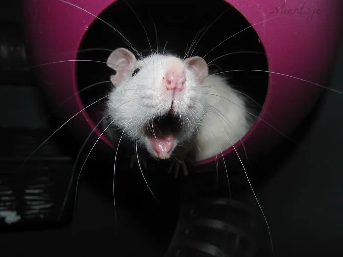 202 Adorable Rat Pics Proving That They Can Be The Cutest Pets Ever