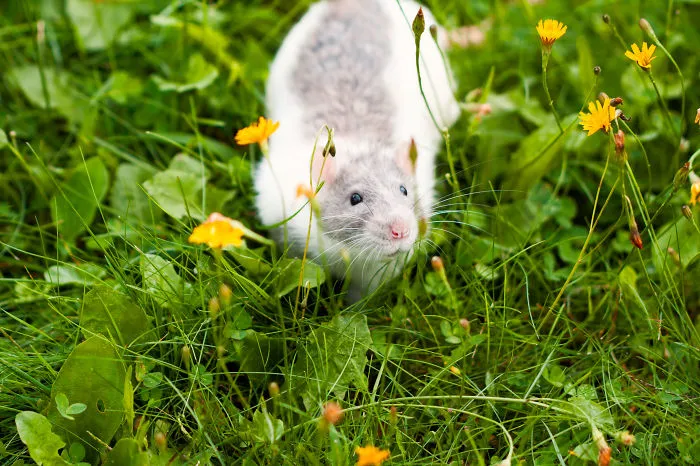 202 Adorable Rat Pics Proving That They Can Be The Cutest Pets Ever