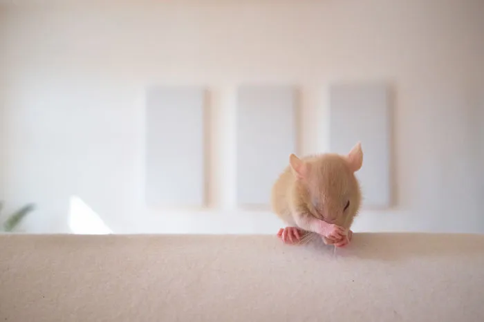202 Adorable Rat Pics Proving That They Can Be The Cutest Pets Ever