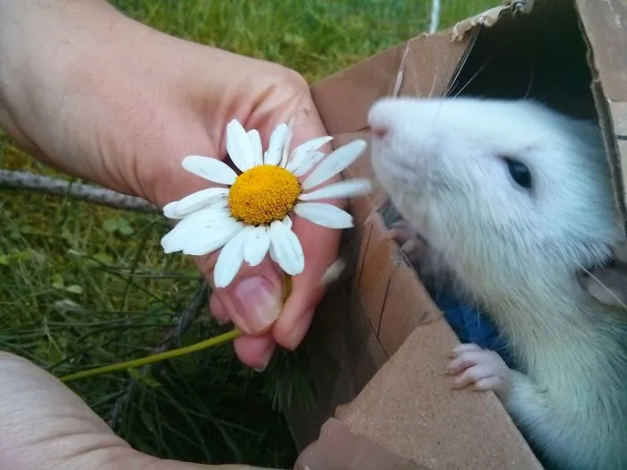 202 Adorable Rat Pics Proving That They Can Be The Cutest Pets Ever