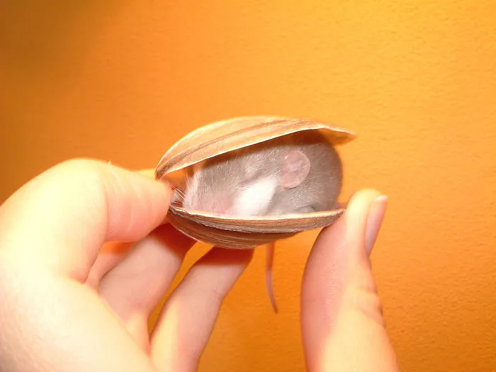 202 Adorable Rat Pics Proving That They Can Be The Cutest Pets Ever