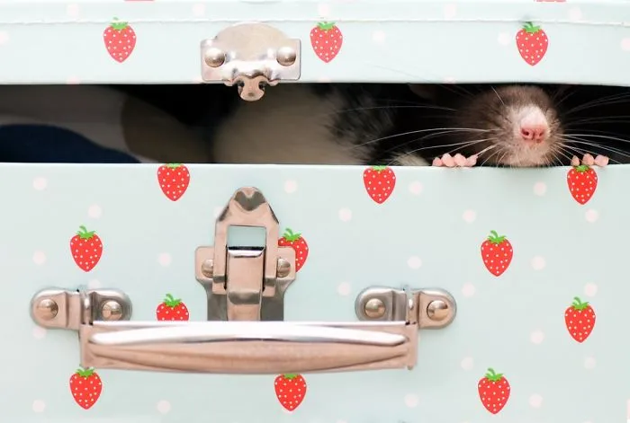 202 Adorable Rat Pics Proving That They Can Be The Cutest Pets Ever