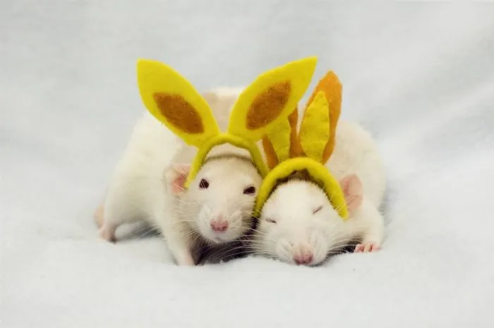 202 Adorable Rat Pics Proving That They Can Be The Cutest Pets Ever