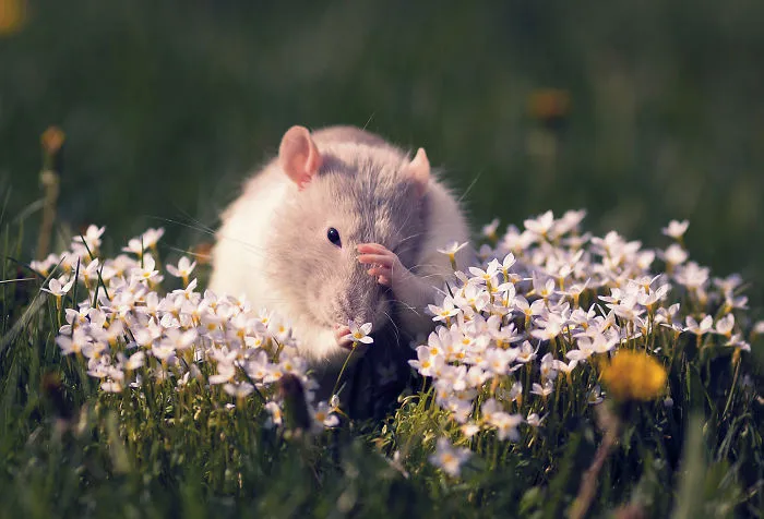 202 Adorable Rat Pics Proving That They Can Be The Cutest Pets Ever