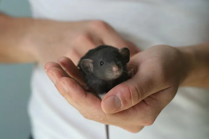 202 Adorable Rat Pics Proving That They Can Be The Cutest Pets Ever