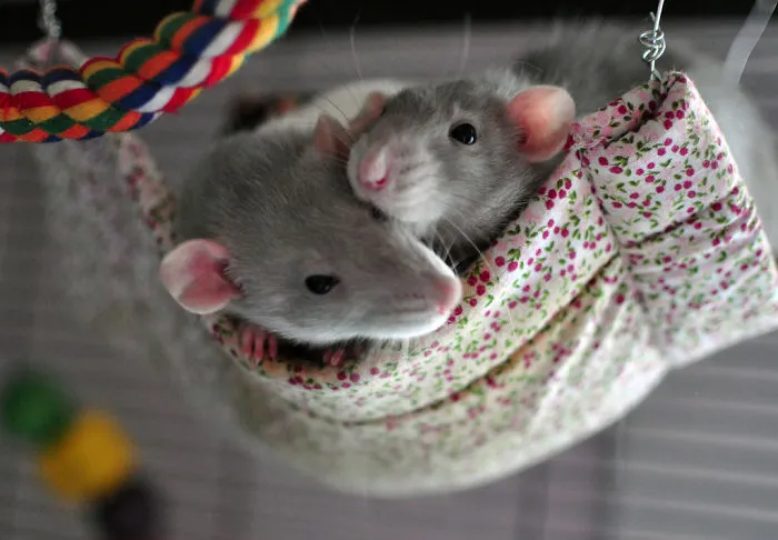 202 Adorable Rat Pics Proving That They Can Be The Cutest Pets Ever