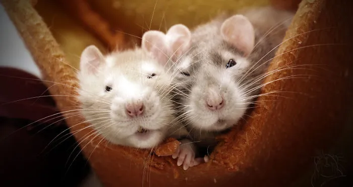 202 Adorable Rat Pics Proving That They Can Be The Cutest Pets Ever