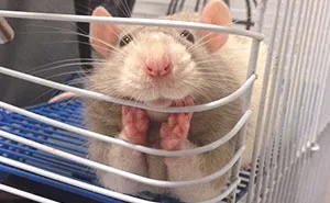 202 Adorable Rat Pics Proving That They Can Be The Cutest Pets Ever