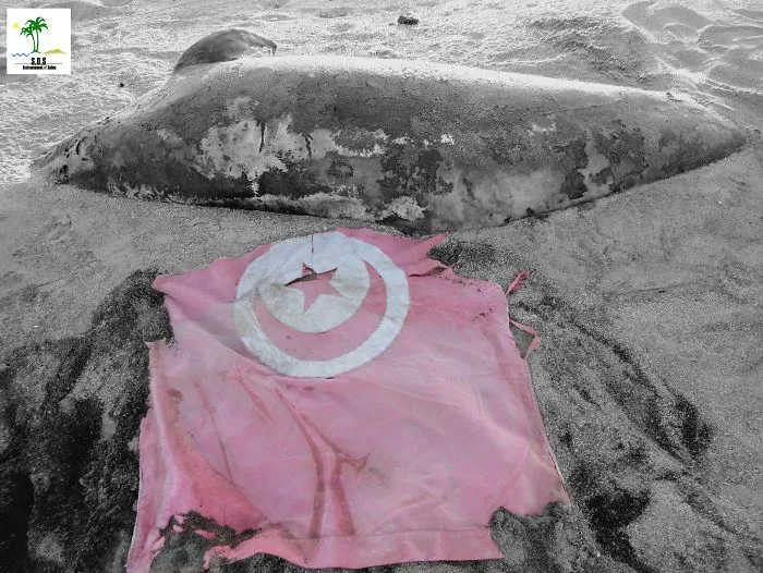 The Tunisian Chemical Group Ecocide In Gabes (tunisia)