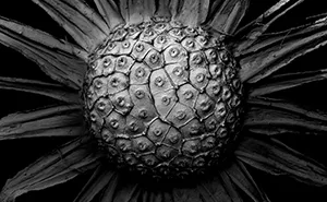 Decaying Plants I Captured With A Scanning Electron Microscope