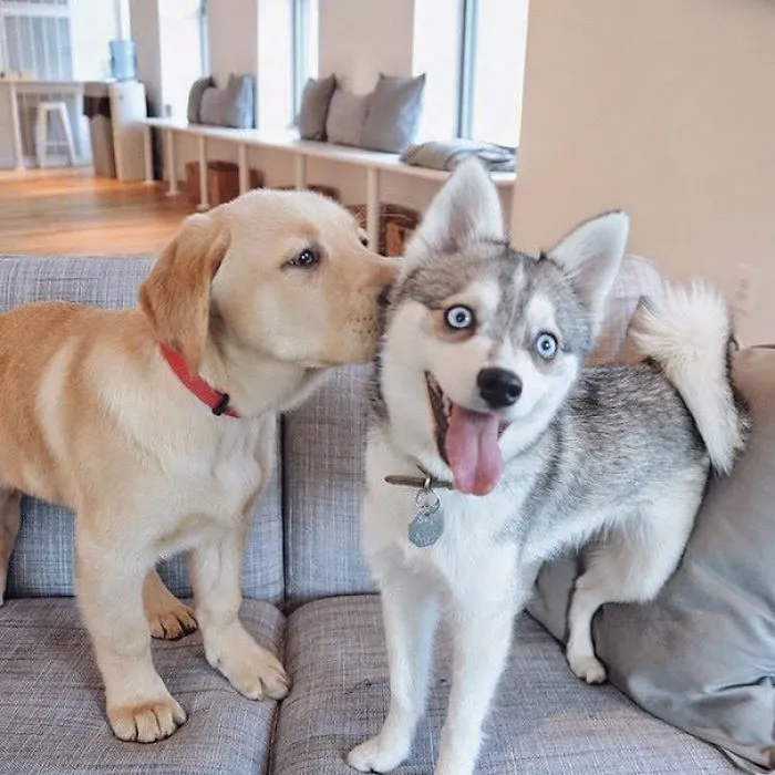 Senpai Kissed Me