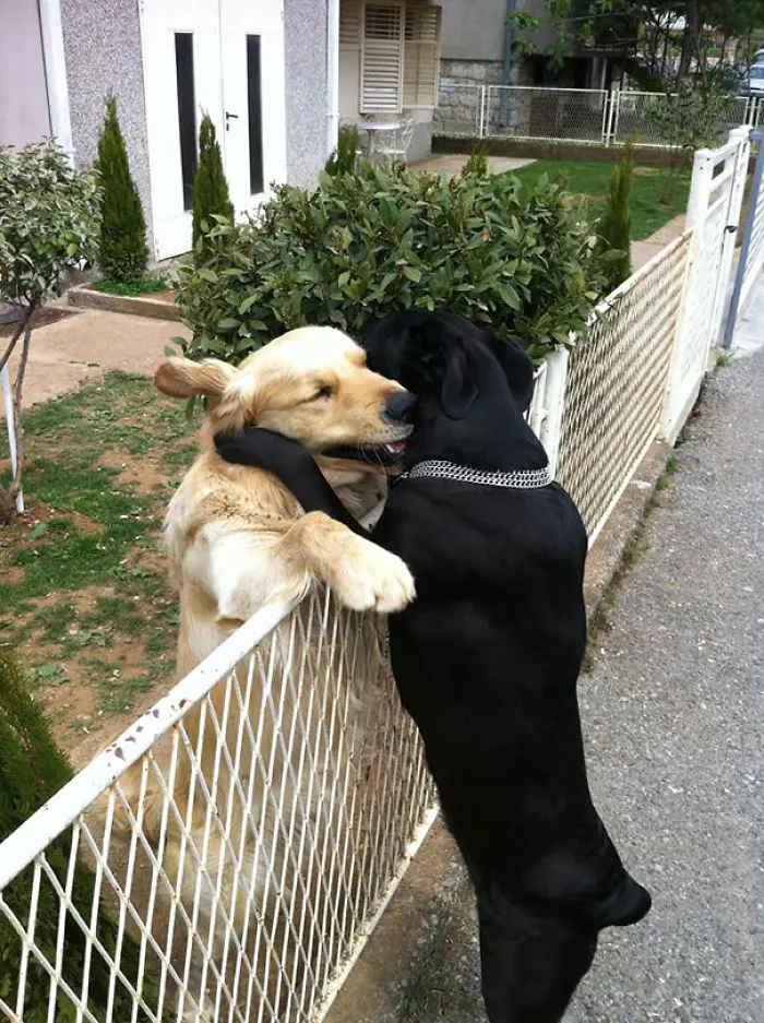 Dog Hug
