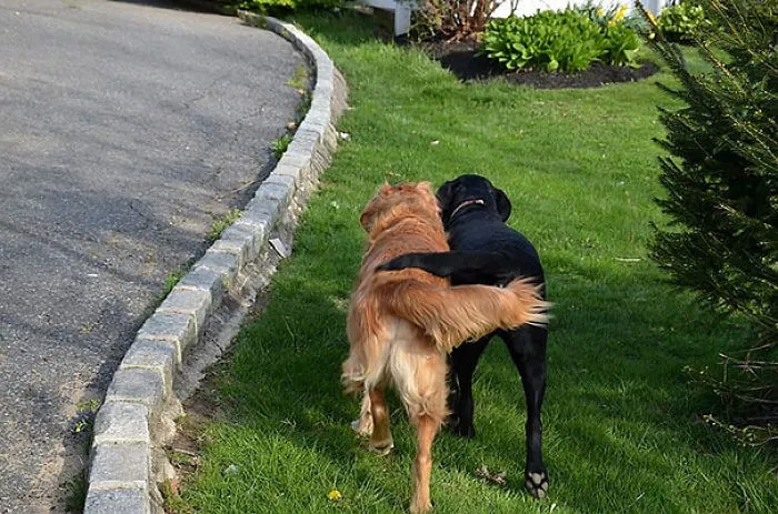 Best Friends Forever