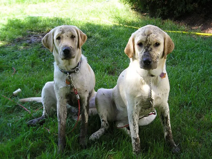 Two Dirty Blonde Twins