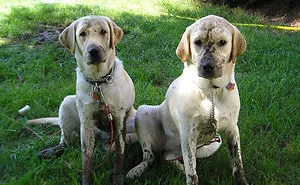 232 Dog Best Friends That Can't Be Separated
