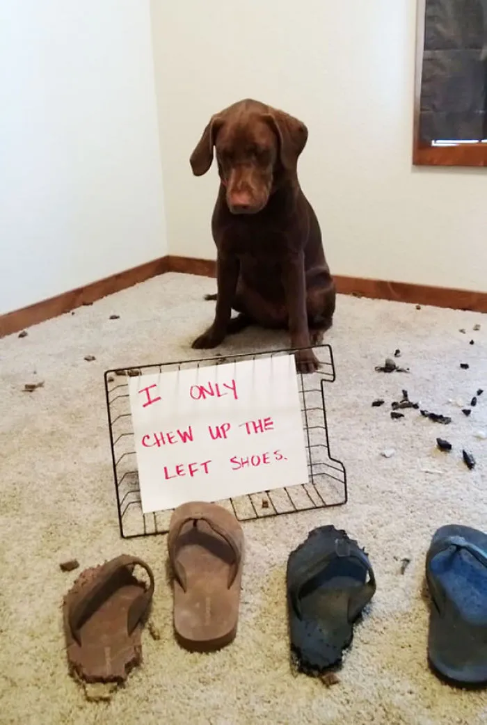 78 Asshole Dogs Being Shamed For Their Crimes