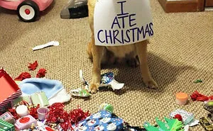 78 Asshole Dogs Being Shamed For Their Crimes