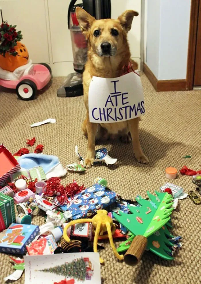 Dog Shaming