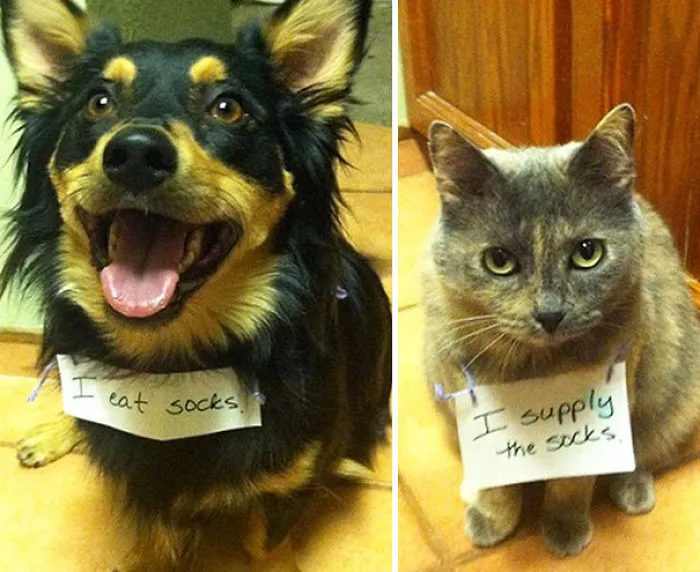 78 Asshole Dogs Being Shamed For Their Crimes