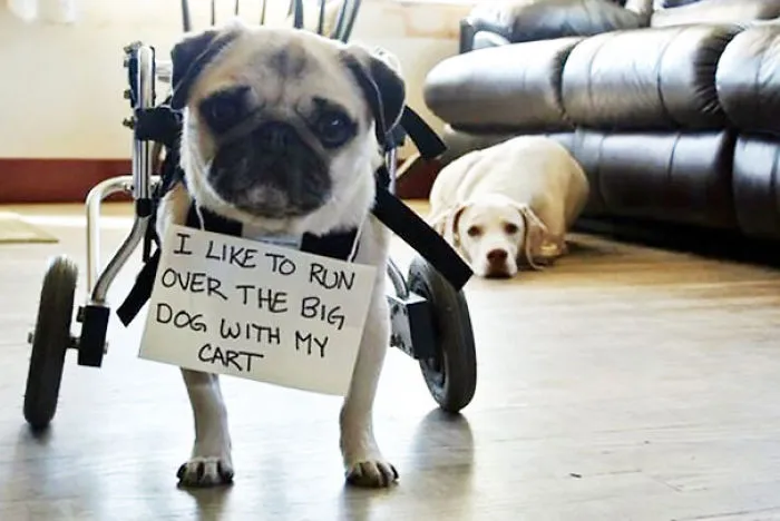 78 Asshole Dogs Being Shamed For Their Crimes