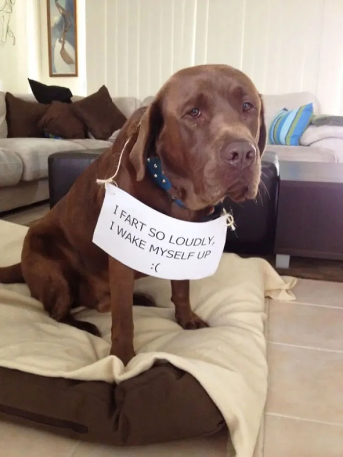 78 Asshole Dogs Being Shamed For Their Crimes